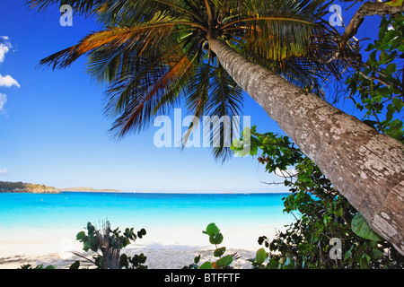 Niedrigen Winkel Ansicht einer schiefen Palme auf einen tropischen Strand, Neach Trunk Bay, St. John, USVI Stockfoto