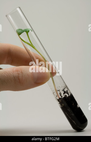 Rettich-Samen sprießen im Reagenzglas Stockfoto