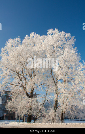 Schneereiche Winter mit Tannen und Bäume Stockfoto