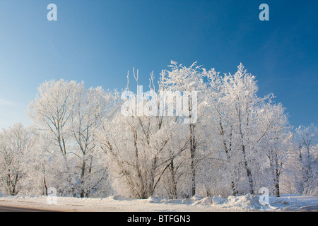 Schneereiche Winter mit Tannen und Bäume Stockfoto