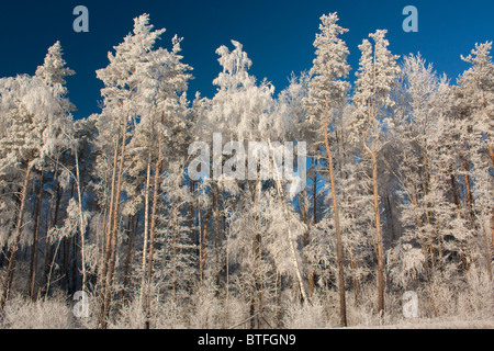 Schneereiche Winter mit Tannen und Bäume Stockfoto