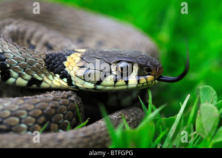 Ein Erwachsener Ringelnatter flicking ihre Zunge Gras. Dorset UK April 2009 Stockfoto