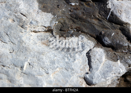 Fossil in Felsen in der Nähe ein Wanderweg im Schweizer Nationalpark, Graubünden, Schweiz Stockfoto