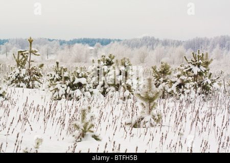 Schneereiche Winter mit Tannen und Bäume Stockfoto