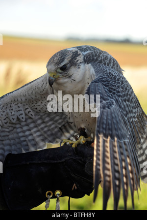 Peregrine x Sakerfalken Kreuz Rasse. Falknerei Stockfoto