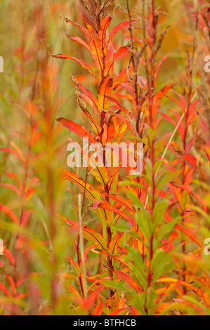 ROSE BAY WILLOW HERB späten Herbst Farben Stockfoto