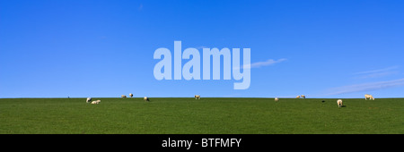 Grasender Schafe auf dem üppigen grünen Rasen unter lebhaften blauen Himmel Panorama Stockfoto