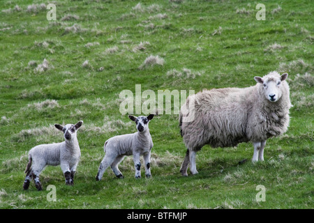 ein Schaf mit zwei Lämmern in einer Reihe Blick neugierig in die Kamera Stockfoto