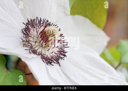 Weiße Clematis. Miss Bateman Stockfoto