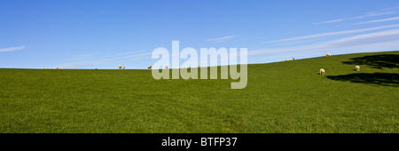 Grasender Schafe auf dem üppigen grünen Rasen unter lebhaften blauen Himmel Panorama Stockfoto
