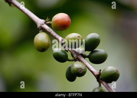 Unreife Kaffeebohnen auf Baum Stockfoto