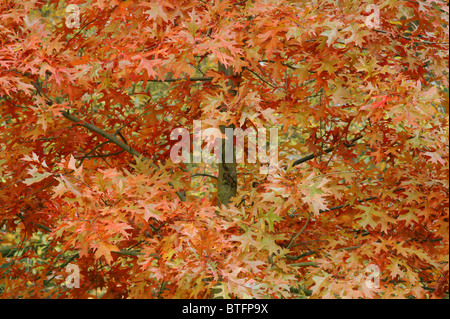 Roten Eichenlaub Pin im Herbst im Herbst Quercus palustris Stockfoto