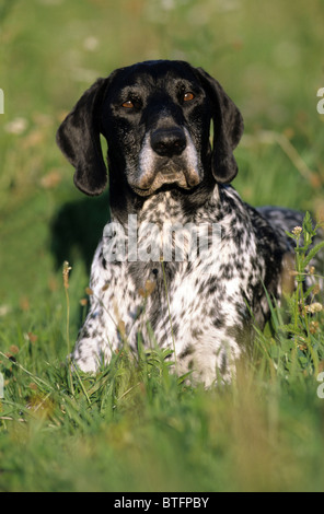 Kurzhaar-deutscher Vorstehhund (Canis Lupus Familiaris). Männchen auf einer Wiese liegen. Stockfoto