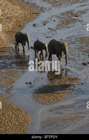 Elefanten seichten Fluss überqueren Stockfoto