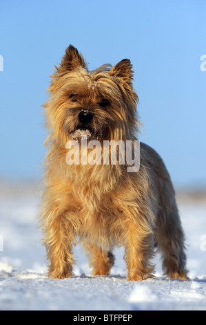 Cairn-Terrier (Canis Lupus Familiaris). Männer stehen auf Schnee. Stockfoto