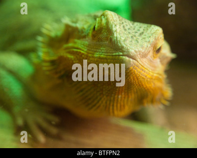 Eine Bartagame im weißen Pfosten Farm Centre, Nottinghamshire, England UK Stockfoto