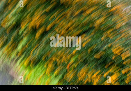 Lebendige Herbst farbige abstrakte Hintergrund oder Textur. Stockfoto