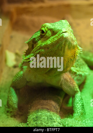 Eine Bartagame im weißen Pfosten Farm Centre, Nottinghamshire, England UK Stockfoto