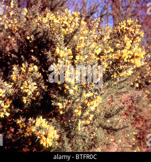 Gelbe Blumen gemeinsamen Ginster Busch Ulex europaeus Stockfoto