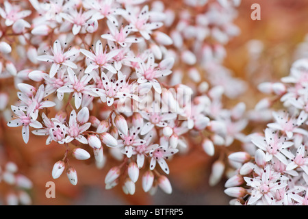 Sedum Album. Korallen Teppich. Stockfoto