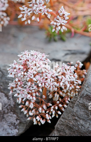 Sedum Album. Korallen Teppich. Stockfoto