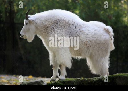 Bergziege, oreamnos americanus, Zoo, Jardin des Plantes, Paris, Frankreich Stockfoto