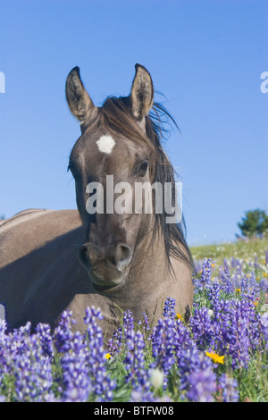 Wildpferd Fohlen neugeborenen, mit Markierungen bekannt als "Grulla", ruht in einem Bett von wilden Blumen, Lupinen, in den unberührten Rocky Mountains, USA Stockfoto