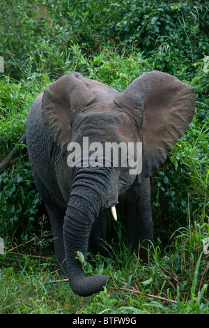 Junger Elefant Essen Laub Stockfoto