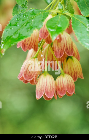 Die glockenförmigen Blüten der Enkianthus campanulatus Stockfoto