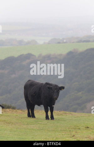 Aberdeen Angus-Rinder weiden am Hang im Regen Stockfoto