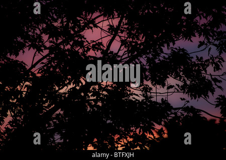 Äste und Blätter gegen einen farbenfrohen Sonnenuntergang Stockfoto