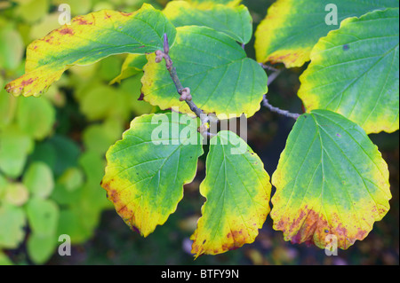 Hamamelis Herbstlaub Hamamelis intermedia Stockfoto