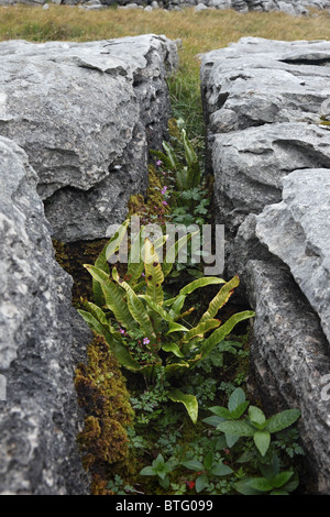 Hartstongue Farn Phyllitis Scolopendrium wachsen in ein Riss auf Kalkstein Pflaster in der Nähe von Ingleborough Yorkshire Dales Stockfoto