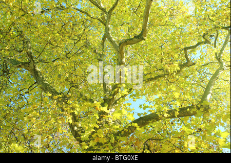 Alten Platane mit gelben Blättern im Herbst beim fallen Platanus acerifolia Stockfoto