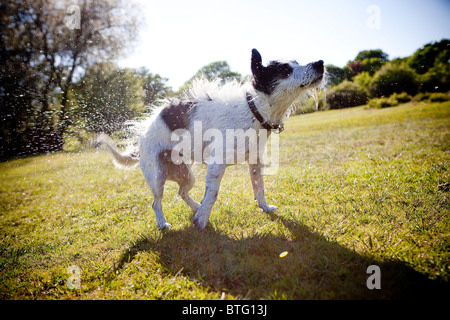 Jack Russell Hund schüttelt Wasser im Sommer Landschaft Stockfoto