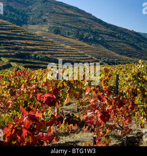 Portugal, Alto Douro, Weingarten im Douro-Tal in der Nähe von Regua. der Portwein-Bezirk. Stockfoto