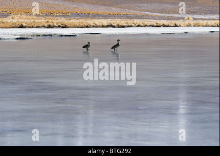 Die Anden Crested Enten (Lophonetta Specularioides Alticola) zu Fuß auf 3800 m Höhe auf gefrorenen Laguna Santa Rosa Stockfoto