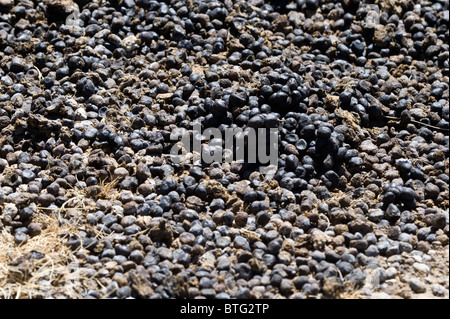 Vicuña (Vicugna Vicugna) kommunale Dung Stapel Nähe der Laguna Santa Rosa Parque Nacional Nevado Tres Cruces Anden Chile Stockfoto