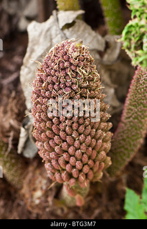 Leiter der Gunnera Manicata krautige Pflanze Saatgut Kopf Stockfoto