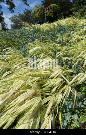 Eine geneigte Hügel Anpflanzung japanischen Hakone-Gras Stockfoto