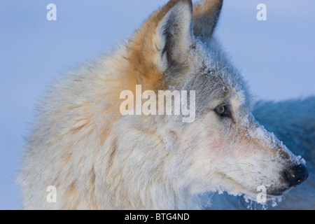 Wilde graue Wolf-eine wirklich wilde Wolf Foto, Alpha Female #Wolf540F - "White Wolf" von Hayden Valley, Yellowstone-Nationalpark Stockfoto