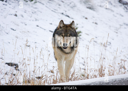 Wilde graue Wolf-ein wirklich wild (non-Captive) Wolf-Foto Stockfoto