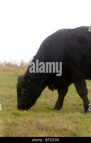 Aberdeen Angus-Rinder weiden am Hang im Regen Stockfoto