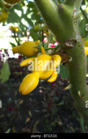 Die einzigartige und seltsame Frucht von Solanum Mammosum auch bekannt als "Kühe Euter" Stockfoto