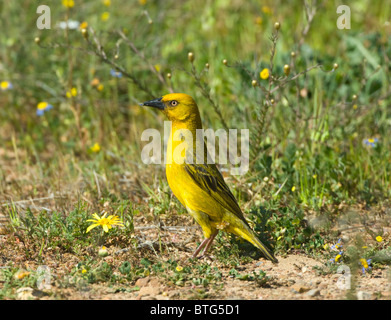 Kap-Weber Ploceus Capensis Namaqualand Northern Cape in Südafrika Stockfoto