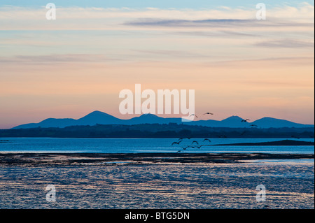 Kanadagänse fliegen bei Sonnenuntergang in Richtung Mourne Mountains, vom Mount Stewart auf der Ards Peninsula über Strangford Lough, Nordirland gesehen Stockfoto