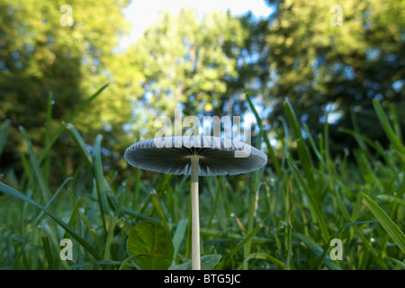 Eine Nahaufnahme von einem kleinen zarten Coprinus Plicatilis Pilz in den frühen Morgenstunden. Auch bekannt als japanische Schirm. Stockfoto