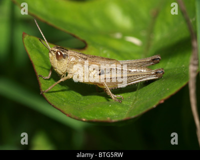 Meadow Grasshopper, Helford Cornwall England Stockfoto