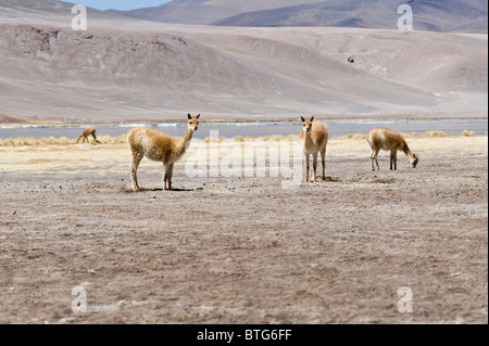 Vicuña (Vicugna Vicugna) Herde ernähren sich von Wurzeln der Pflanzen in der Nähe der Laguna Santa Rosa Parque Nacional Nevado Tres Cruces Stockfoto