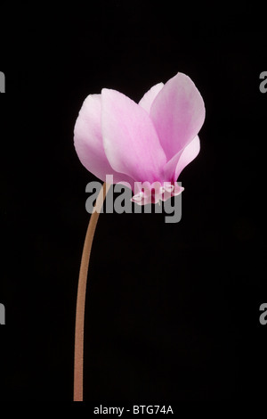 Cyclamen Hederifolium Blume auf schwarzem Hintergrund Stockfoto